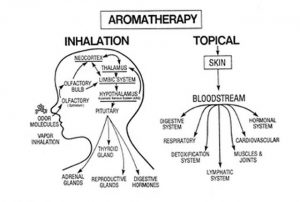 Our sense of smell - Aromatherapy