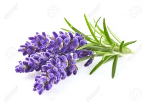 Lavender