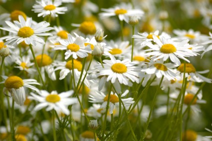 Chamomile-uses and benefits