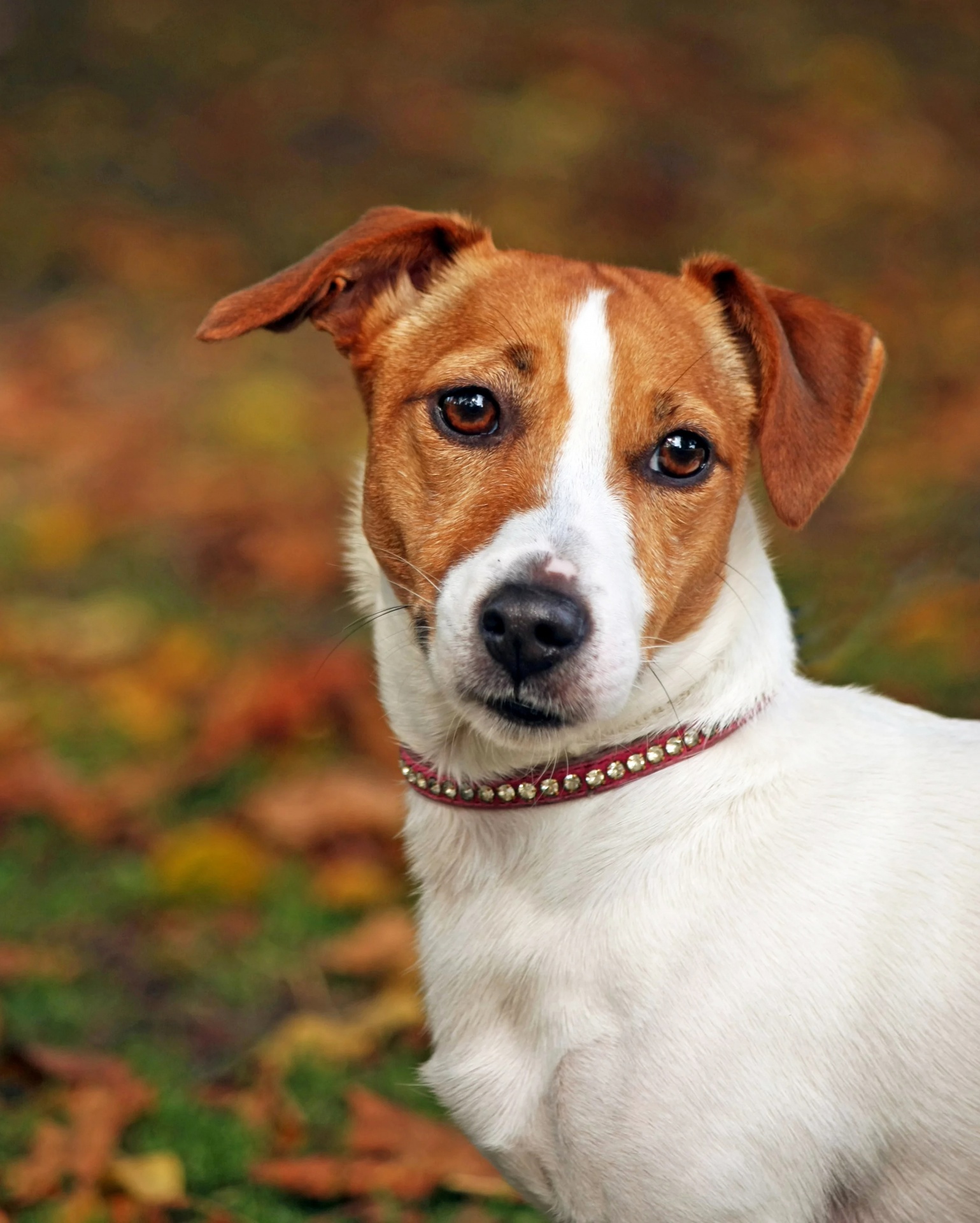 dog-jack-russell-terrier