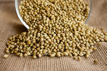 Coriander-Seed-Oil-Benefits-Uses