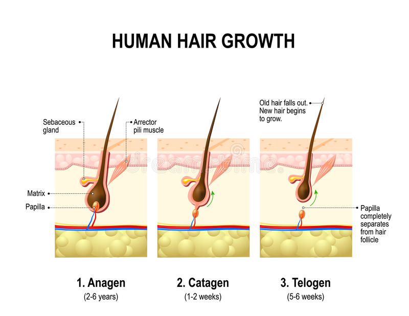 Hair-growth-stages