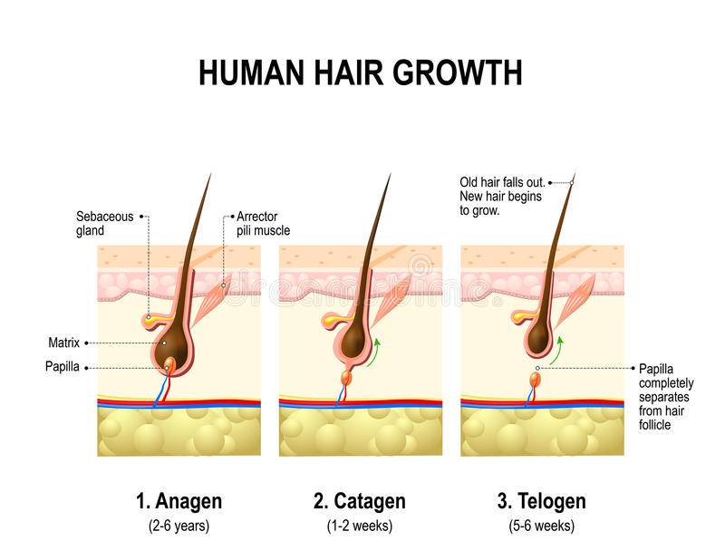 hair growth