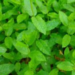 Peppermint-herb-oil