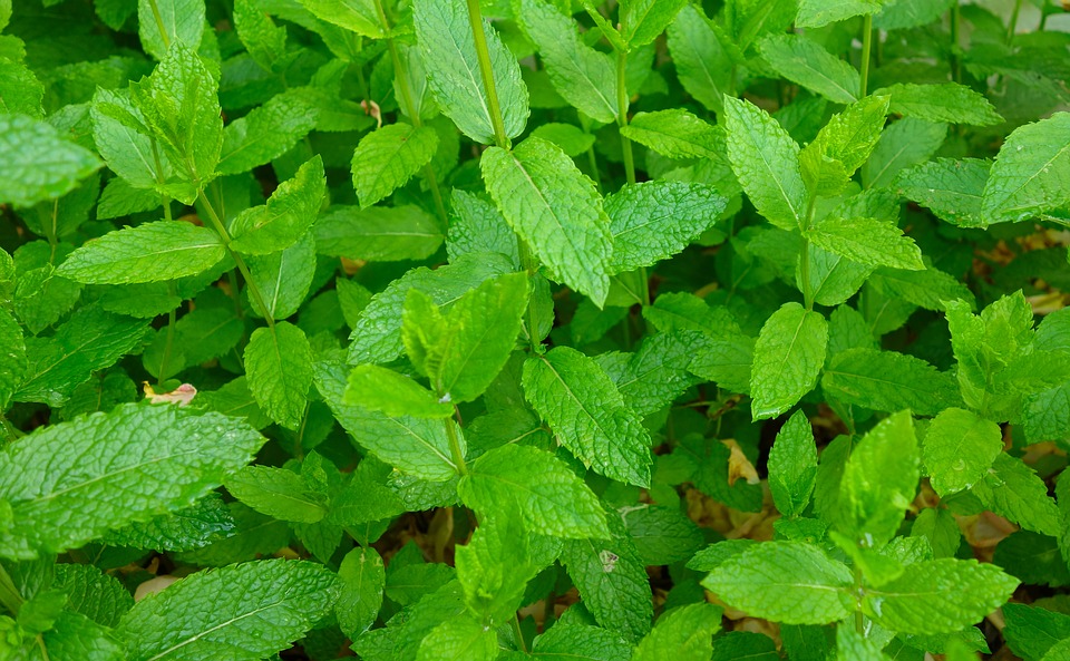 Peppermint-herb-oil