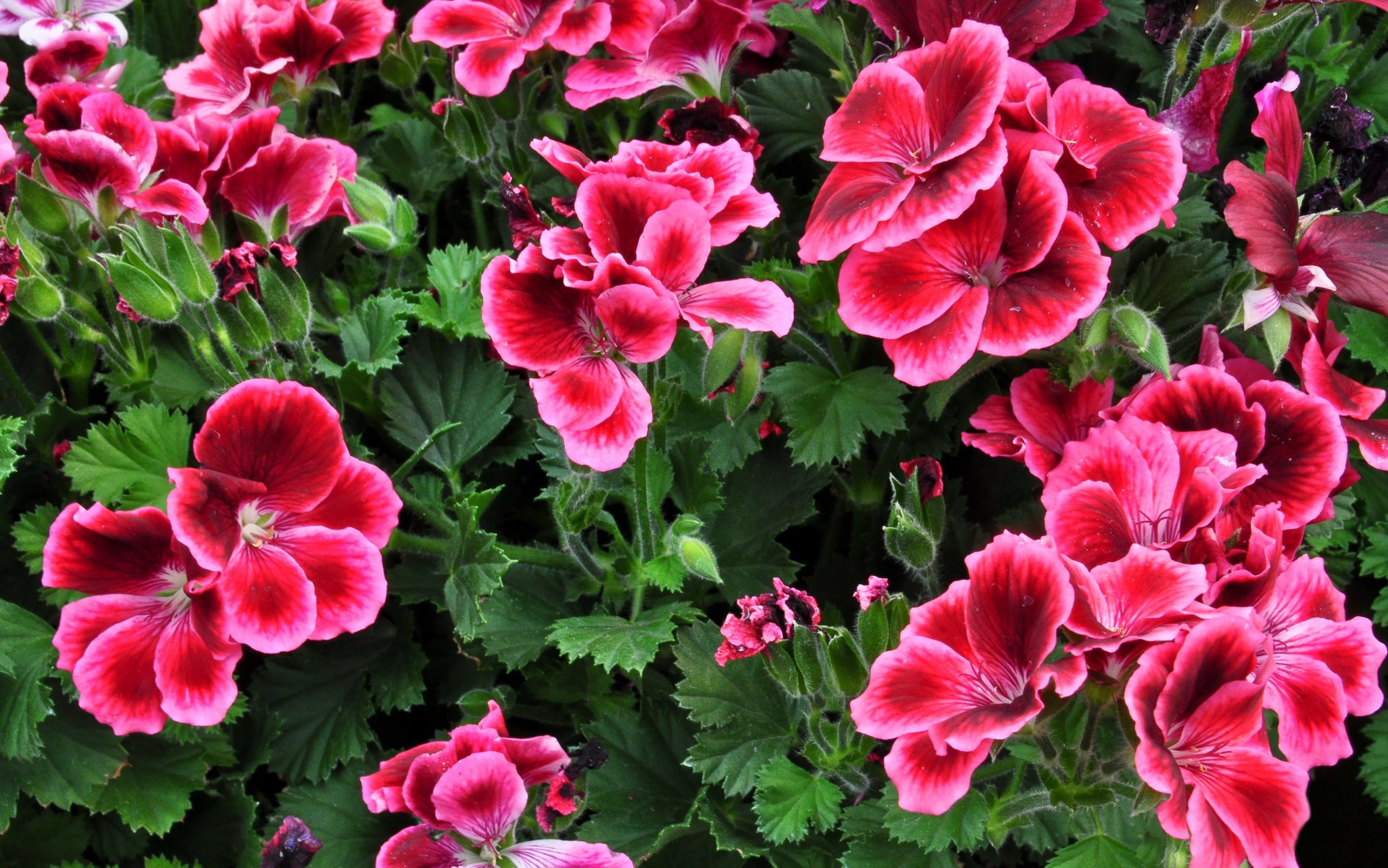 Geranium-flower