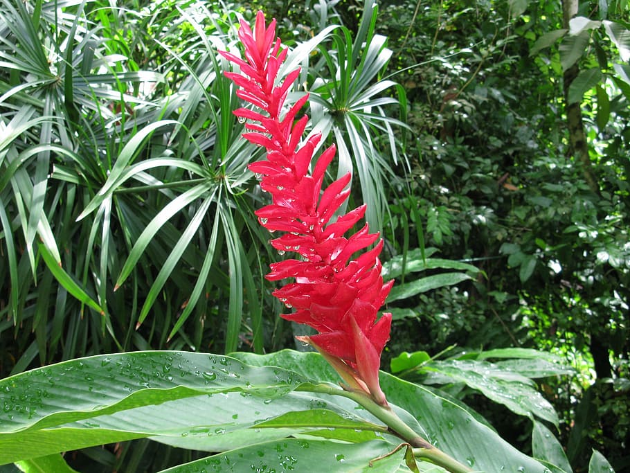 Ginger plant